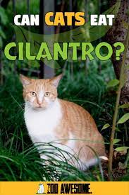 Can Cats Eat Cilantro Cats Cat Nutrition Cat Illnesses