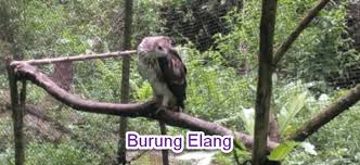 Maybe you would like to learn more about one of these? Konservasi Elang Di Halimun Salak Mikirbae Com