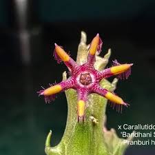 Image result for Asclepias adscendens