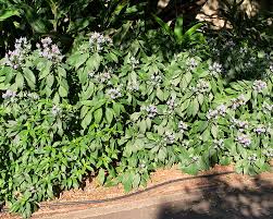 Image result for Eranthemum pulchellum