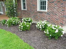 Frost proof gardenia shrub gardenia jasminoides 'frost proof'. Frostproof Gardenia A Louisiana Super Plant