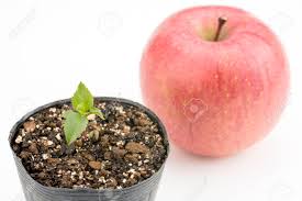 Maybe you would like to learn more about one of these? Apple Tree Sprout In Front Of Apple Fruit Stock Photo Picture And Royalty Free Image Image 69988939