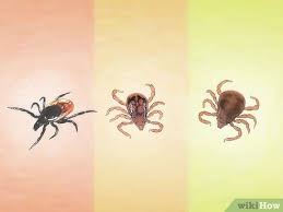 If you do have ticks, continue to read our guide on how to get. 3 Ways To Identify Ticks Wikihow