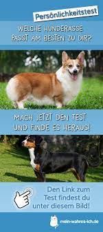 welche hunderasse passt am besten zu dir hunde rassen welche hunderasse hunderasse