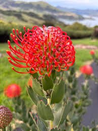 Image result for Leucospermum