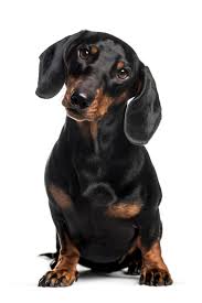 Dachshund Sausage Dog 1 Year Old Sitting In Front Of White Background Dachshund Dachshund Pets Dachshund Dog Dachshund Puppies