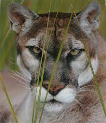 Florida Panther Foto By Lynn Stone Animals Beautiful Wild Cats Beautiful Cats