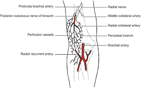 Diagrammatic representation of a capillary seen from above and in section. Lateral Arm Perforator Flap Springerlink