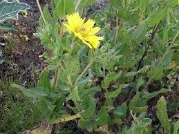 Image result for Guizotia scabra
