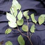 Image result for Tessmannia