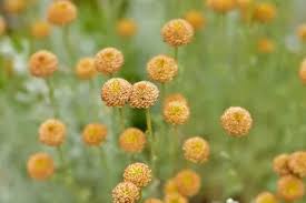 Maybe you would like to learn more about one of these? How To Grow Craspedia The Best Way Krostrade
