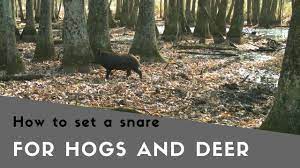 How To Set A Snare For Hogs And Deer - Youtube