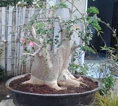 Harga Bonsai Serut Juara Cahunit Com