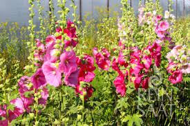 Image result for Alcea rosea