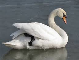 Schwan Auf Eis Berlin Britzer Garten Im Winter Eigenaufnahme 27 02 2011 Swan On Ice Berlin Britz Garden In Winter Schwan Eis Winter