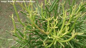 Cacti and succulents fall into the same group because they both have characteristics meaning they can survive in arid environments. Pencil Cactus Firestick Plant Succulent Care And Growing Guide