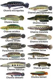 snakehead fish kutuk gabus aquariumfreshwaterfishpictures snakehead fish aquarium fish freshwater fish