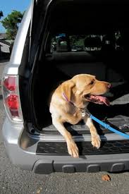 You can connect with pet sitters in san francisco that match your needs and discuss a rate that is suitable for both. New Pet Sitting Options People Who Take Pets Into Their Homes Wsj