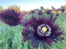 Image result for Papaver somniferum Black