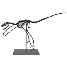 We did not find results for: Life Size Bambiraptor Dinosaur Raptor Skeleton Fossil Replica Etsy Life Size Fossil Dinosaur Skeleton