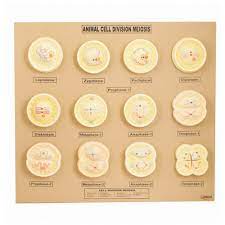Then this furrow or constriction. Animal Cell Division Mitosis Zoology Model Opustic Solution