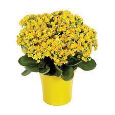 Song of songs 2:12 flowers appear on the earth; Fashion Flowers Fresh Flowers In Lancaster Ca Same Day Flower Gift Delivery