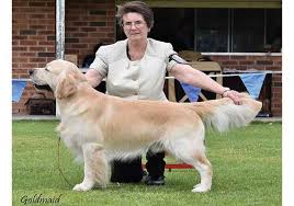 They are one of the world's most popular pets and make great companions. Breeders Goldkey