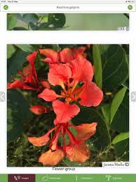 Image result for Synadenium cupulare