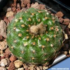 Image result for Schinziella