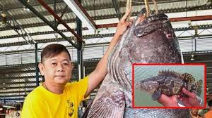 Harga jual ikan kerapu per 1 kg nya biasanya sekitar rp 150.000 an saja. Wow Nelayan Tangkap Kerapu 150 Kilo Lihat Dagingnya Jadi Apa Tribun Medan