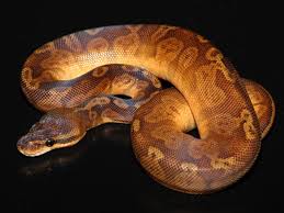 Sunset Ball Morph List World Of Ball Pythons