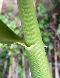 Image result for Phragmites karka