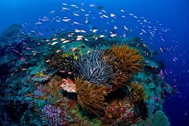Although christmas island was discovered in the 17th century on christmas day, giving the island its name, the first real exploration of the island did not happen till 1857. Christmas Island