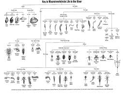 A Simple Aquatic Invertebrate Identification Key That Can Be Used In Order To Identify S Dichotomous Key Practices Worksheets Kindergarten Worksheets Printable