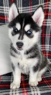 Husky Puppies For Sale Lancaster Puppies Husky Puppies For Sale Baby Siberian Husky Husky Puppy