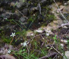 Image result for Mostuea microphylla