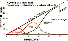 Cycle Process And Stages Reef2reef Saltwater And Reef Aquarium Forum