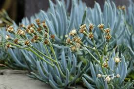 Maybe you would like to learn more about one of these? Les Plantes Grasses D Exterieur Creez Un Jardin Exotique Facile A Entretenir