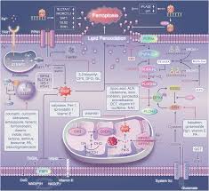 Emerging significance and therapeutic targets of ferroptosis: a potential  avenue for human kidney diseases | Cell Death & Disease
