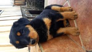 Whippet naj bi bil križanec med italijanskim hrtom, velikim angleškim hrtom in različnimi terierji. Podarim Pasji Mladicki Mesancki