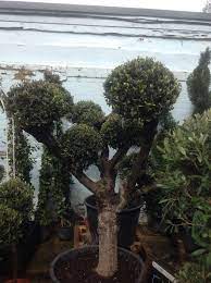Pin On Olive Trees For Sale