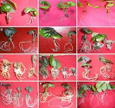 Image result for Dioscorea hirtiflora