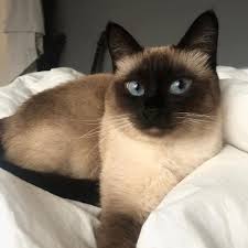 Black And White Siamese Cat 14 Amazing Facts About Siamese Cats Petpress Siamese Cats Facts Siamese Cats Blue Point Siamese Cats