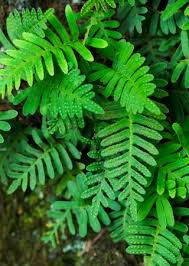 Image result for Pleopeltis