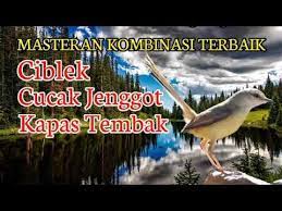 Kombinasi Masteran Paling Bagus Ciblek Kapas Tembak Cucak Jenggot Youtube Jenggot Kapas Youtube