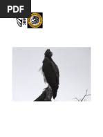 Image result for Pavetta redheadii