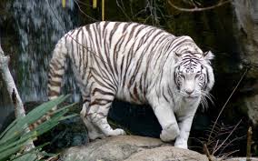 Looking for the best wallpapers? White Tiger Wallpapers 3d Wallpaper White Tiger Wallpapers 3d Hd Desktop Background