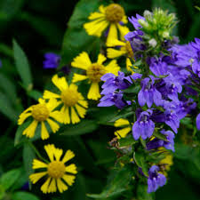Image result for Lobelia minutula