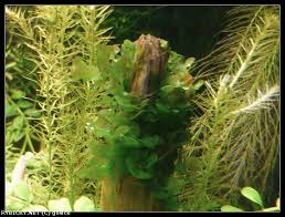 Image result for Lomariopsis rossii