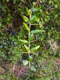 Image result for Scutia